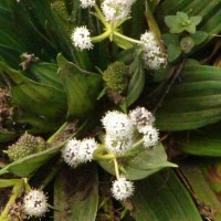 Hedyotis plantaginifolia Arn.